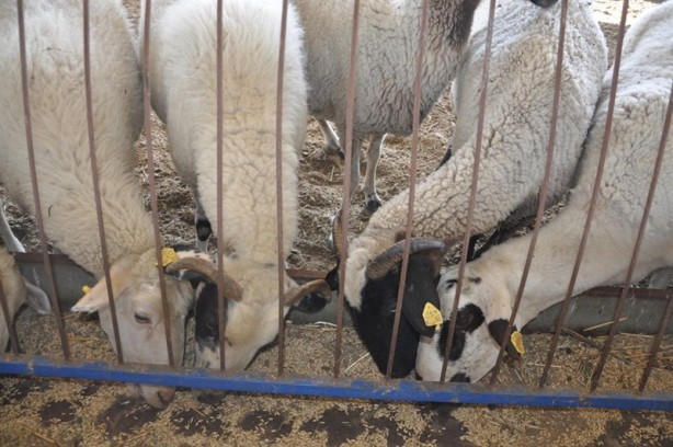 Foto - Kurbanlık almanın püf noktası