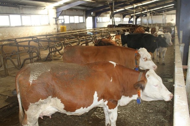 Foto - Kurbanlık almanın püf noktası