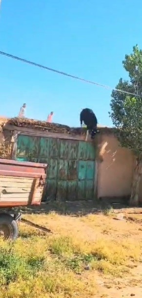 Foto - Kurbanlık büyükbaş hayvan sahibinden kaçarak çatıya çıktı