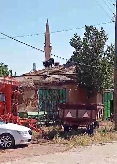 Foto - Kurbanlık büyükbaş hayvan sahibinden kaçarak çatıya çıktı