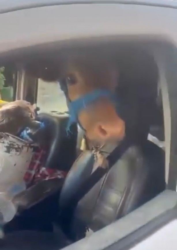 Foto - Kurbanlık danayı arka koltukta getirdi