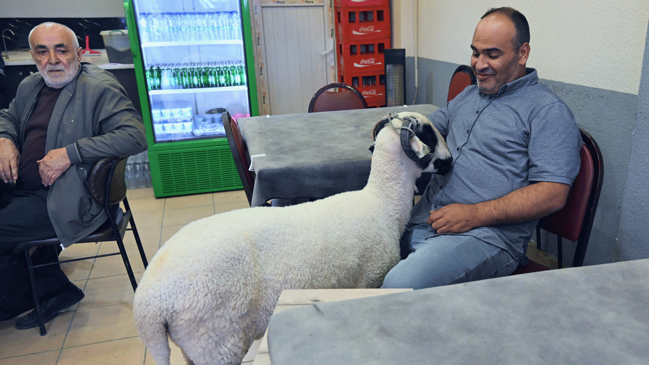 Foto - Kurbanlık diye aldı, en iyi arkadaşı oldu: Hilmi ile beraber geziyor, beraber yiyor, beraber oynuyorlar