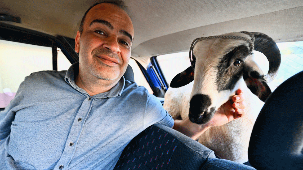 Foto - Kurbanlık diye aldı, en iyi arkadaşı oldu: Hilmi ile beraber geziyor, beraber yiyor, beraber oynuyorlar