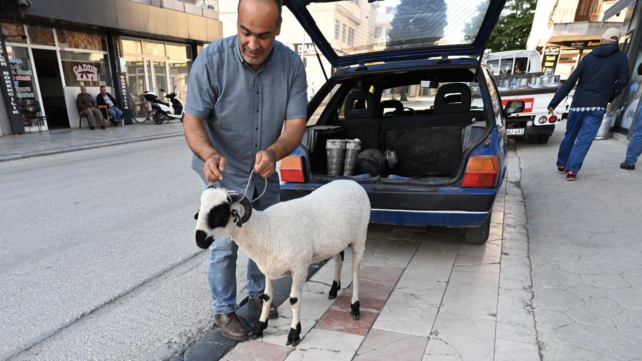 Foto - Kurbanlık diye aldı, en iyi arkadaşı oldu: Hilmi ile beraber geziyor, beraber yiyor, beraber oynuyorlar