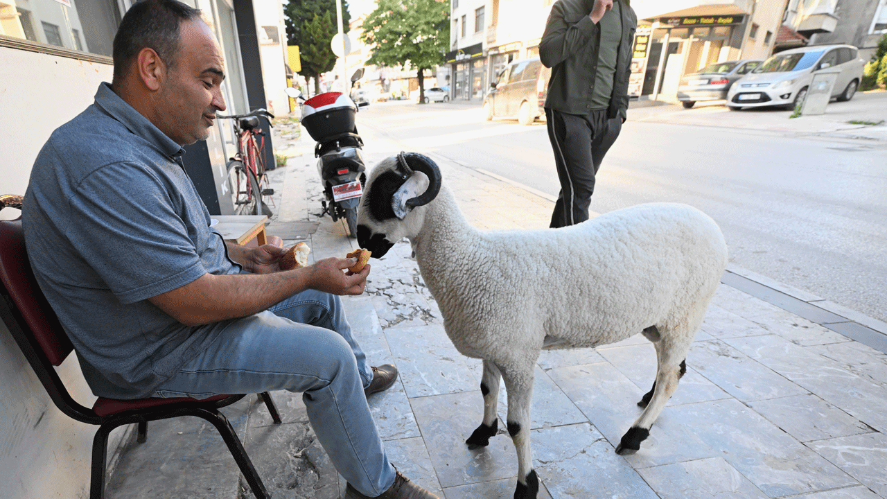 Foto - Kurbanlık diye aldı, en iyi arkadaşı oldu: Hilmi ile beraber geziyor, beraber yiyor, beraber oynuyorlar