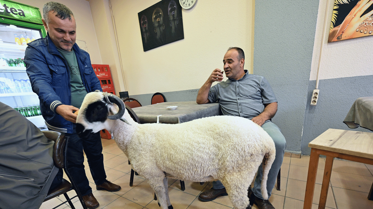 Foto - Kurbanlık diye aldı, en iyi arkadaşı oldu: Hilmi ile beraber geziyor, beraber yiyor, beraber oynuyorlar