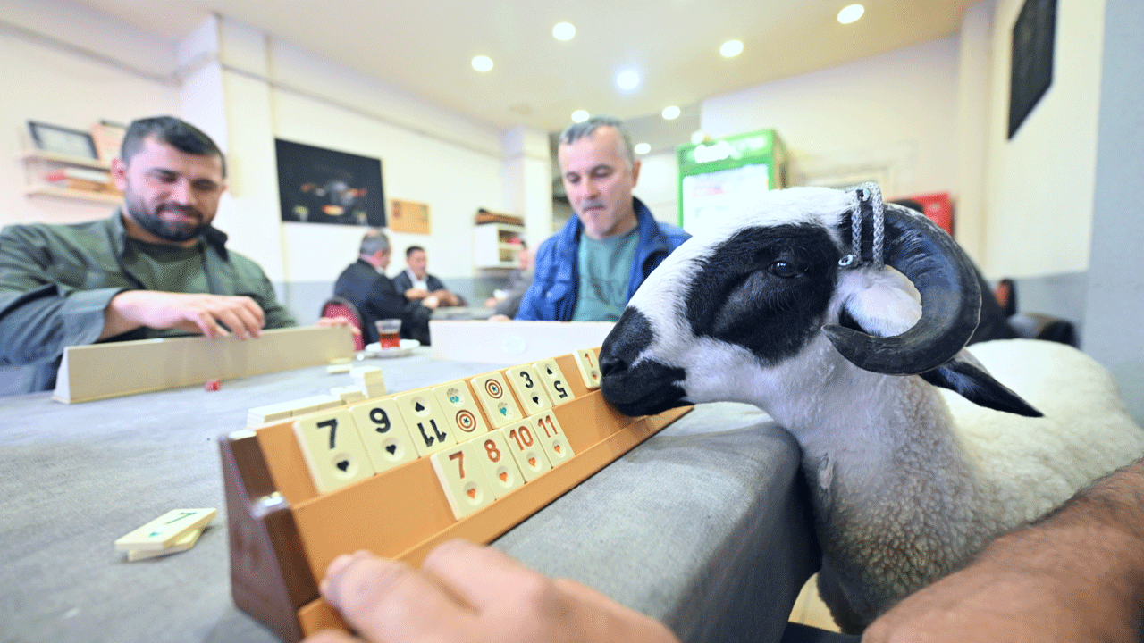 Kurbanlık diye aldı, en iyi arkadaşı oldu: Hilmi ile beraber geziyor, beraber yiyor, beraber oynuyorlar