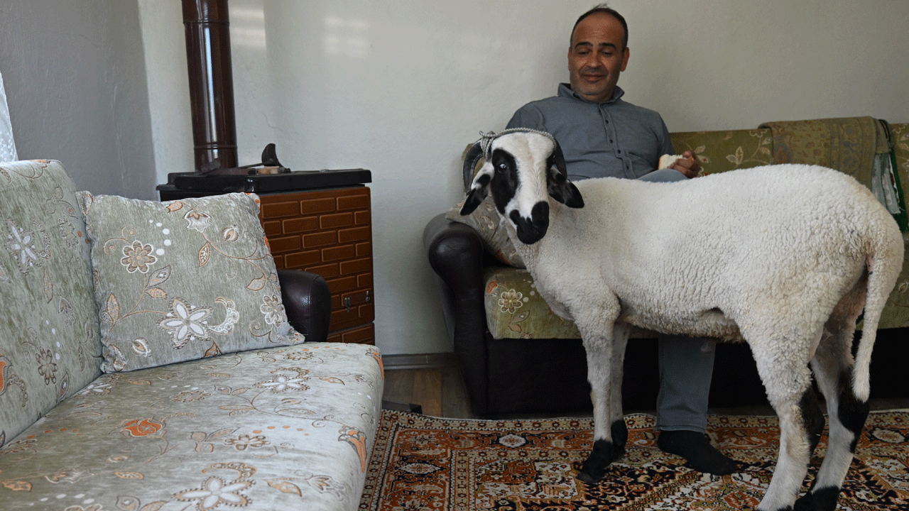 Foto - Kurbanlık diye aldı, en iyi arkadaşı oldu: Hilmi ile beraber geziyor, beraber yiyor, beraber oynuyorlar