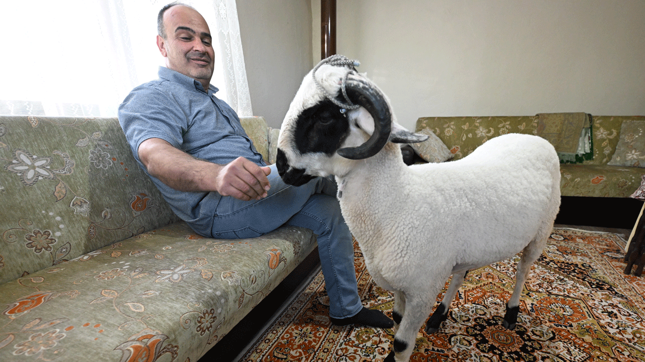 Foto - Kurbanlık diye aldı, en iyi arkadaşı oldu: Hilmi ile beraber geziyor, beraber yiyor, beraber oynuyorlar
