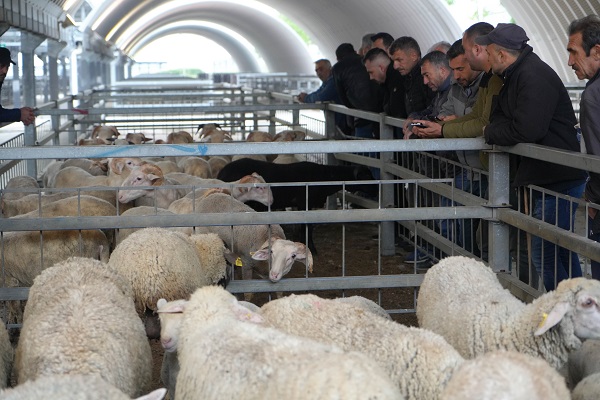 Foto - Kurbanlık fiyatları belli oldu mu?