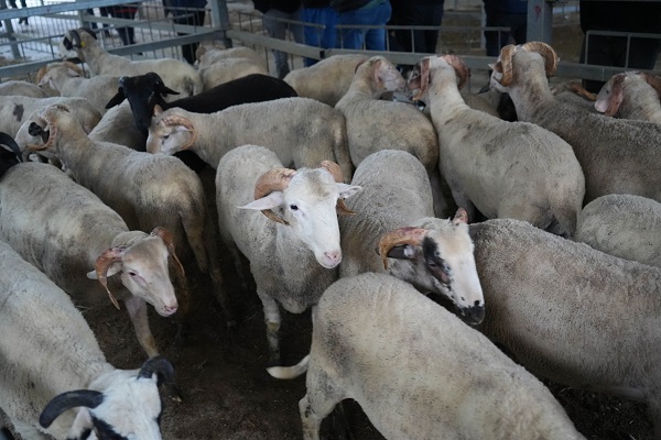 Foto - Kurbanlık fiyatları belli oldu mu?