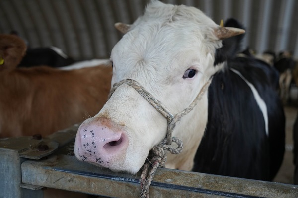 Foto - Kurbanlık fiyatları belli oldu mu?
