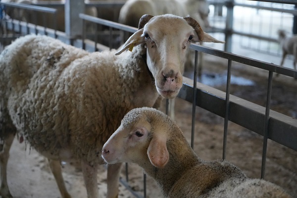 Kurbanlık fiyatları belli oldu mu?
