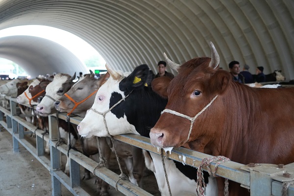 Foto - Kurbanlık fiyatları belli oldu mu?