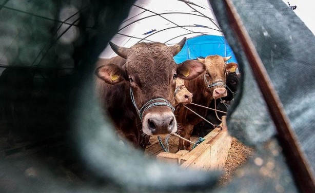 Foto - Kurbanlık fiyatları ne kadar 2020? | Kurban fiyatları