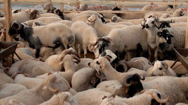 Foto - Kurbanlık fiyatları ne kadar 2020? | Kurban fiyatları