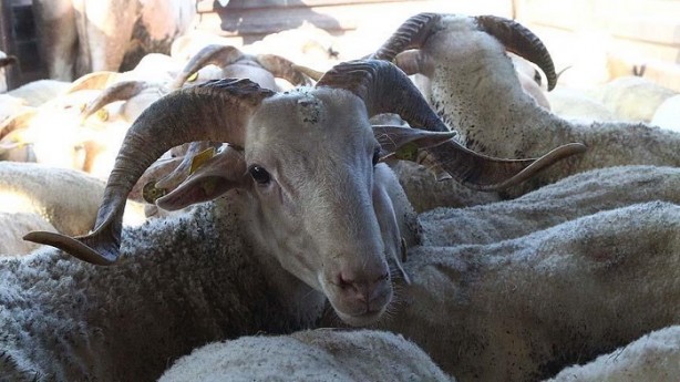 Foto - Kurbanlık fiyatları ne kadar 2020? | Kurban fiyatları