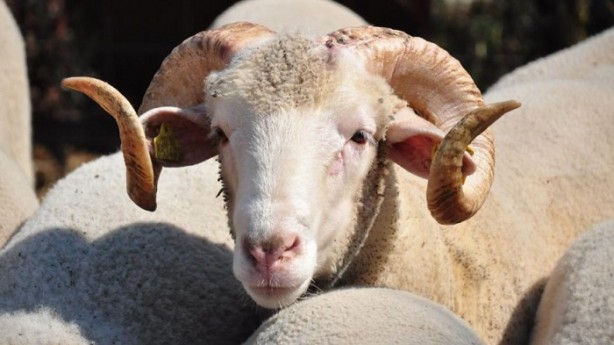 Foto - Kurbanlık fiyatları ne kadar 2020? | Kurban fiyatları