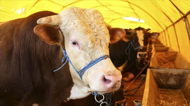 Foto - Kurbanlık fiyatları ne kadar 2020? | Kurban fiyatları