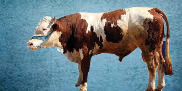 Foto - Kurbanlık fiyatları ne kadar? 2022 Büyükbaş ile küçükbaş kurban fiyatları…