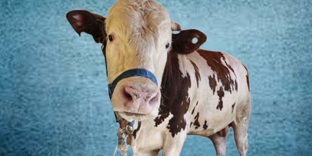 Foto - Kurbanlık fiyatları ne kadar? 2022 Büyükbaş ile küçükbaş kurban fiyatları…