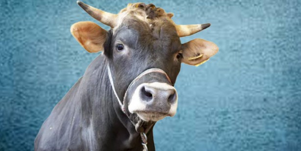 Kurbanlık fiyatları ne kadar? 2022 Büyükbaş ile küçükbaş kurban fiyatları…