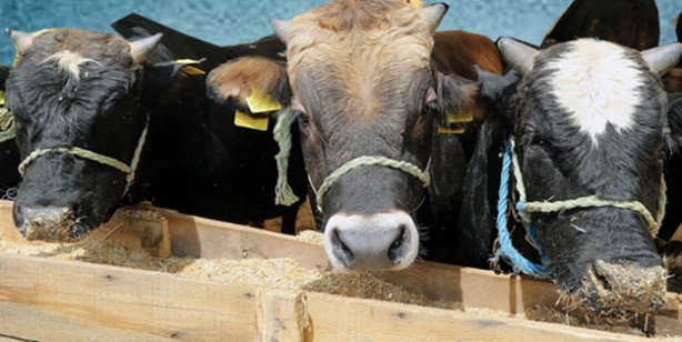 Foto - Kurbanlık fiyatları ne kadar? 2022 Büyükbaş ile küçükbaş kurban fiyatları…