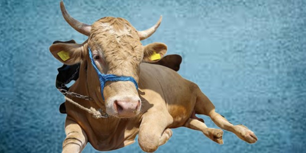 Foto - Kurbanlık fiyatları ne kadar? 2022 Büyükbaş ile küçükbaş kurban fiyatları…