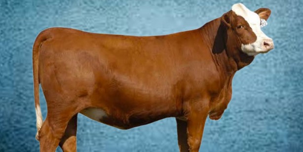 Foto - Kurbanlık fiyatları ne kadar? 2022 Büyükbaş ile küçükbaş kurban fiyatları…