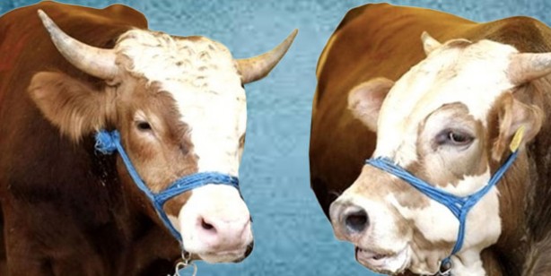 Foto - Kurbanlık fiyatları ne kadar? 2022 Büyükbaş ile küçükbaş kurban fiyatları…