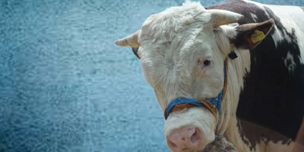 Foto - Kurbanlık fiyatları ne kadar? 2022 Büyükbaş ile küçükbaş kurban fiyatları…