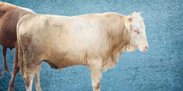 Foto - Kurbanlık fiyatları ne kadar? 2022 Büyükbaş ile küçükbaş kurban fiyatları…