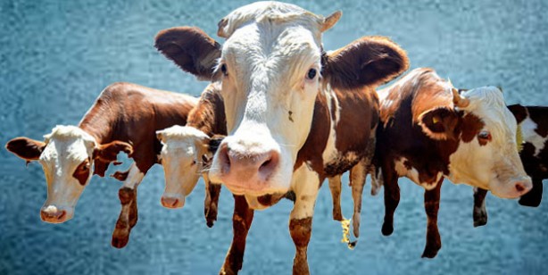 Foto - Kurbanlık fiyatları ne kadar? 2022 Büyükbaş ile küçükbaş kurban fiyatları…