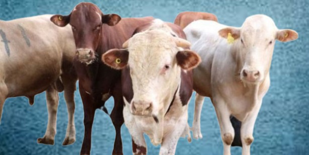 Foto - Kurbanlık fiyatları ne kadar? 2022 Büyükbaş ile küçükbaş kurban fiyatları…