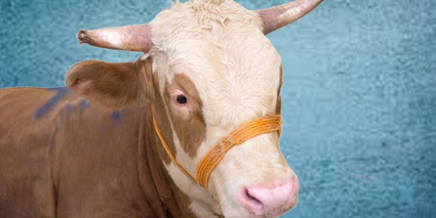 Foto - Kurbanlık fiyatları ne kadar? 2022 Büyükbaş ile küçükbaş kurban fiyatları…