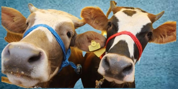 Foto - Kurbanlık fiyatları ne kadar? 2022 Büyükbaş ile küçükbaş kurban fiyatları…