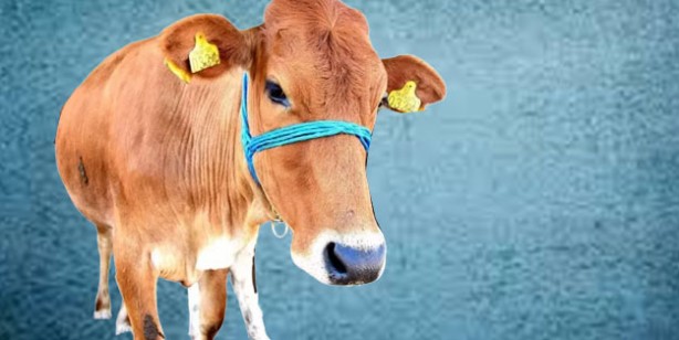 Foto - Kurbanlık fiyatları ne kadar? 2022 Büyükbaş ile küçükbaş kurban fiyatları…