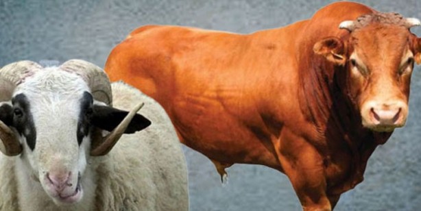 Foto - Kurbanlık fiyatları ne kadar? 2022 Büyükbaş ile küçükbaş kurban fiyatları…