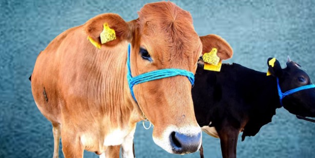 Foto - Kurbanlık fiyatları ne kadar 2022? Büyükbaş ve küçükbaş kurban fiyatları… Canlı hayvan kilo fiyatı