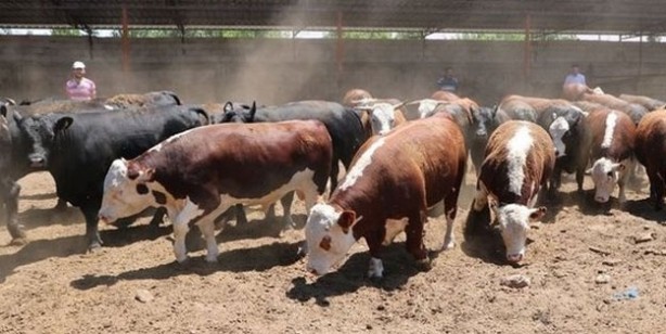 Foto - Kurbanlık fiyatları ne kadar 2022? Büyükbaş ve küçükbaş kurban fiyatları… Canlı hayvan kilo fiyatı