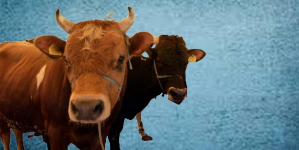 Foto - Kurbanlık fiyatları ne kadar 2022? Büyükbaş ve küçükbaş kurban fiyatları… Canlı hayvan kilo fiyatı