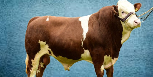 Foto - Kurbanlık fiyatları ne kadar 2022? Büyükbaş ve küçükbaş kurban fiyatları… Canlı hayvan kilo fiyatı