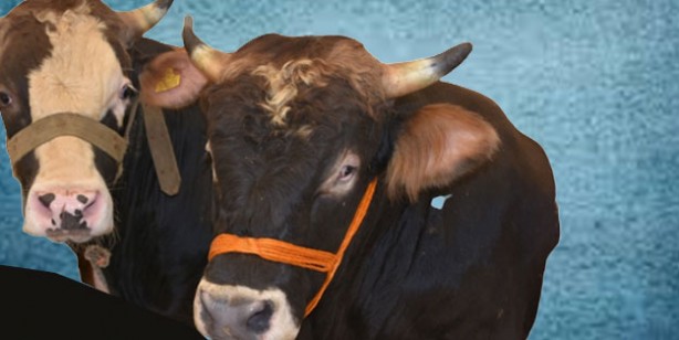 Foto - Kurbanlık fiyatları ne kadar 2022? Büyükbaş ve küçükbaş kurban fiyatları… Canlı hayvan kilo fiyatı