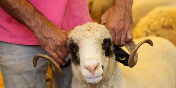 Foto - Kurbanlık fiyatları ne kadar 2022? Büyükbaş ve küçükbaş kurban fiyatları… Canlı hayvan kilo fiyatı