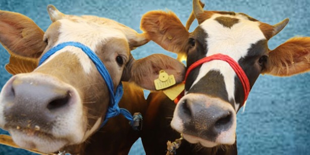 Kurbanlık fiyatları ne kadar 2022? Büyükbaş ve küçükbaş kurban fiyatları… Canlı hayvan kilo fiyatı