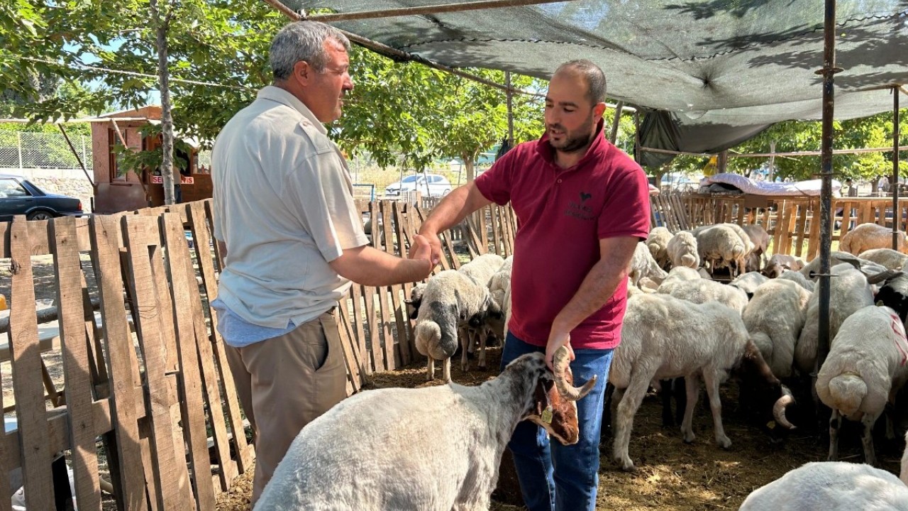 Kurbanlık fiyatları resmen ikiye katlandı!