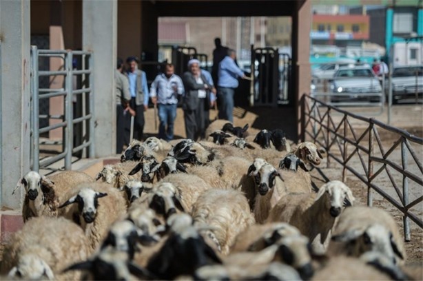Foto - Kurbanlık fiyatlarında son durum