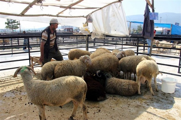Foto - Kurbanlık fiyatlarında son durum