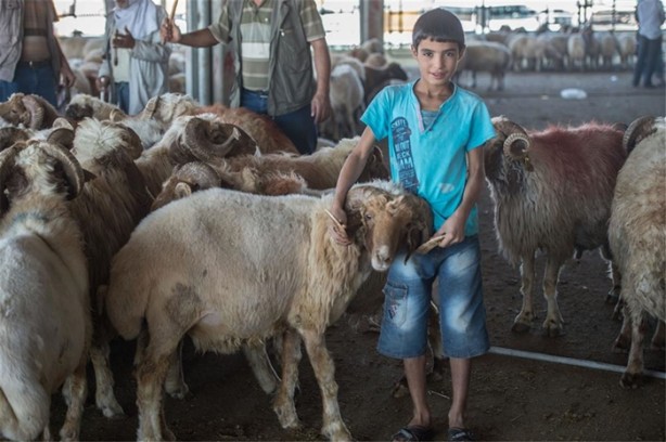 Foto - Kurbanlık fiyatlarında son durum