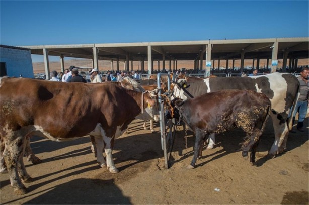 Foto - Kurbanlık fiyatlarında son durum